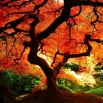 fall_1